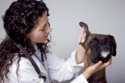 FLAVORx Veterinary